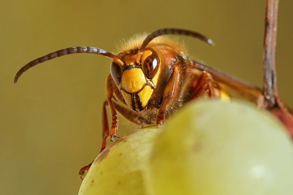 Avispón posado sobre una fruta