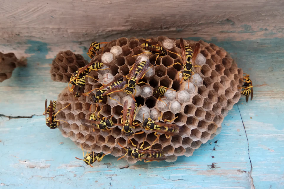 Insectos agrupados sobre su nido