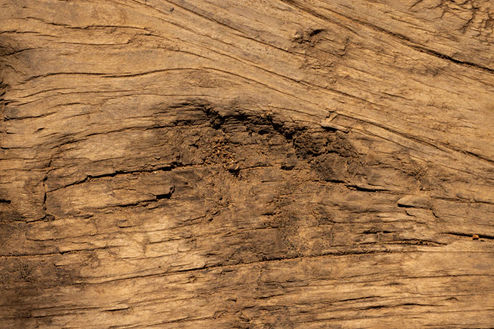 Trozo de madera dañada